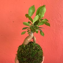 Mi Proyecto del curso: Kokedamas: crea macetas naturales de musgo. Arts, Crafts, Interior Design, L, scape Architecture, Decoration, and DIY project by Rafael Martinez Acevedo - 06.22.2021