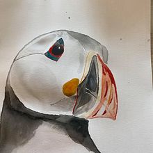 My project in Artistic Watercolor Techniques for Illustrating Birds course. Un proyecto de Ilustración tradicional, Pintura a la acuarela, Dibujo realista e Ilustración naturalista				 de anna.reimegard - 22.06.2021
