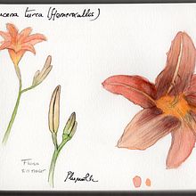 Mi Proyecto del curso: Cuaderno botánico en acuarela. Un progetto di Illustrazione tradizionale, Pittura ad acquerello, Illustrazione botanica e Sketchbook di Tamara - 22.06.2021