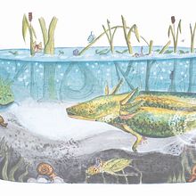 Course: Watercolor Techniques for Dreamlike Illustrations. Ilustração tradicional projeto de Susan Annizette Esme Nørregaard - 22.06.2021