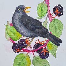 My project in Naturalist Bird Illustration with Watercolors course. Traditional illustration, Watercolor Painting, Realistic Drawing, and Naturalistic Illustration project by Emma Bengtsson - 06.22.2021