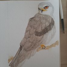 Aves cantoras: primera acuarela. Un progetto di Illustrazione tradizionale, Pittura ad acquerello, Disegno realistico e Illustrazione naturalistica di belenriveracespedes - 22.06.2021