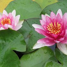 Lotus. Un progetto di Illustrazione tradizionale di Dawn - 23.06.2021