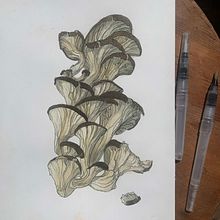 My project in Botanical Sketchbooking: A Meditative Approach course. Projekt z dziedziny Trad, c, jna ilustracja, Sketching,  R, sunek, Malowanie akwarelą, R, sunek botaniczn i Sketchbook użytkownika Sab Kay - 10.06.2021
