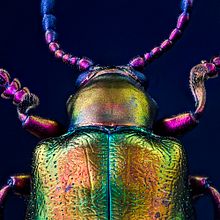 Sagra Speciosa Arcoíris, MACRO EXTREMO. Un proyecto de Fotografía de retrato, Fotografía de estudio, Fotografía documental y Fotografía de Sergio Gómez - 23.06.2021