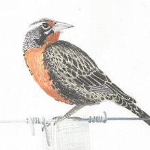 Mi Proyecto del curso: Loica rapelina. Un proyecto de Ilustración tradicional, Pintura a la acuarela, Dibujo realista e Ilustración naturalista				 de Rocío Villalobos Ovando - 23.06.2021