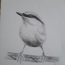 My project in Artistic Watercolor Techniques for Illustrating Birds course. Un progetto di Illustrazione tradizionale, Pittura ad acquerello, Disegno realistico e Illustrazione naturalistica di Patrizia De Vittori - 24.06.2021