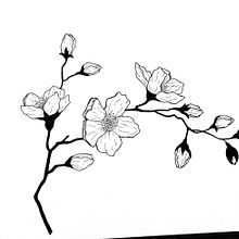 My illustrations, maybe tattoo projects in future. Tattoo Design, and Traditional illustration project by basnia - 06.24.2021