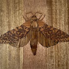 Marquetry puriri moth  Ein Projekt aus dem Bereich Erzählung von Katy Cottrell - 25.06.2021