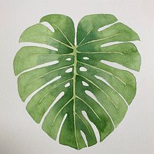 Monstera Deliciosa. Traditional illustration project by Maria Broadbridge - 06.25.2021