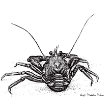 Denizens of the Monterey Bay, in California (for the Seymour Marine Discovery Center in Santa Cruz, CA). Realistic Drawing, Ink Illustration, Naturalistic Illustration, Fine Arts, and Traditional illustration project by Leigh Nelson - 06.26.2021