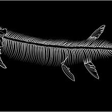 Fossils for a Geochronology Project, published by Bluedoor Publishing. Traditional illustration, Education, Vector Illustration, Digital Illustration, and Naturalistic Illustration project by Leigh Nelson - 06.26.2021