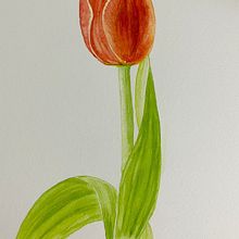 Mi Proyecto del curso: Acuarela botánica: ilustra la anatomía de las flores. Un progetto di Illustrazione tradizionale, Belle arti, Pittura, Disegno, Pittura ad acquerello e Illustrazione botanica di Carol Mendoza - 23.06.2021