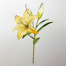 Mi Proyecto del curso: Cuaderno botánico en acuarela. Un progetto di Illustrazione tradizionale, Pittura ad acquerello, Illustrazione botanica e Sketchbook di Carol Mendoza - 27.06.2021