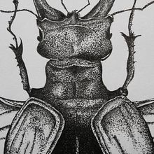 Stag Beetle. Un proyecto de Ilustración tradicional de Mariska de Wit - 28.06.2021
