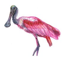 My project in Naturalist Bird Illustration with Watercolors course. Traditional illustration, Watercolor Painting, Realistic Drawing, and Naturalistic Illustration project by dashatagrigorova - 06.28.2021