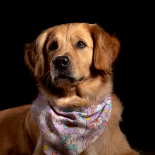 Mi Proyecto del curso: Introducción a la fotografía de perros. Photograph, Portrait Photograph, Studio Photograph, Documentar, Photograph, Lifest, le Photograph & Interior Photograph project by Cristhian Vinueza - 05.27.2021