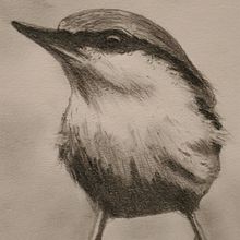 My project in Artistic Watercolor Techniques for Illustrating Birds course. Traditional illustration, Watercolor Painting, Realistic Drawing, and Naturalistic Illustration project by Celeste Delaney - 06.23.2021