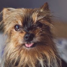 Mi Proyecto del curso: Fotografía lifestyle de perros. Photograph, Portrait Photograph, Instagram Photograph, Documentar, Photograph, Lifest, and le Photograph project by Maria Guerrero Felipe - 07.01.2021