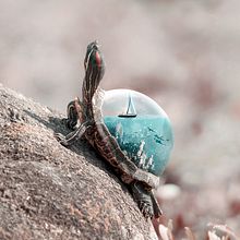 Aquanimal - Turtle. Design, Traditional illustration, Photograph, and Photo Retouching project by Julien Tabet - 06.21.2020