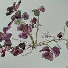 My project in Botanical Sketchbooking: A Meditative Approach course. Traditional illustration, Sketching, Drawing, Watercolor Painting, Botanical Illustration, and Sketchbook project by jojo - 09.05.2021