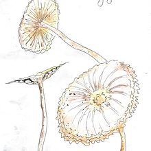 Botanical Watercolor Sketchbook. Traditional illustration project by Silver RavenWolf - 07.01.2021