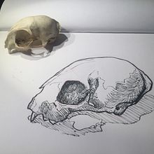 My project in Daily Sketching for Creative Inspiration course. Traditional illustration, Sketching, Creativit, Drawing, and Sketchbook project by Nina Lehdorfer - 07.02.2021