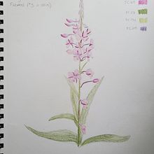 Botanical Sketchbook. Traditional illustration project by floraandfauna - 07.02.2021