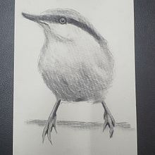 My project in Artistic Watercolor Techniques for Illustrating Birds course. Traditional illustration project by Jo-Anne - 07.02.2021