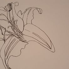 lillies 1. Traditional illustration project by Cliona Ryan - 07.03.2021