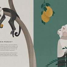 Jungle Book: Capuchin Monkey. Vector Illustration, Digital Illustration, and Children's Illustration project by sabrina.tillemans - 07.04.2021