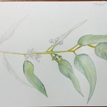 Mi Proyecto del curso: Cuaderno botánico en acuarela. Un proyecto de Ilustración tradicional, Pintura a la acuarela, Ilustración botánica y Sketchbook de Laura Gómez Spagnuolo - 04.07.2021