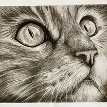 The Cat in charcoal . Un progetto di Illustrazione tradizionale di Gilda Pica - 05.07.2021