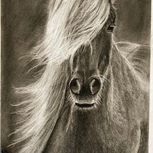 Horse in charcoal . Un progetto di Illustrazione tradizionale di Gilda Pica - 05.07.2021