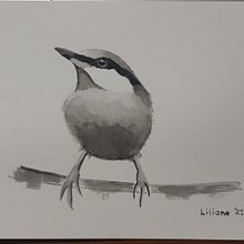 Meu projeto do curso: Técnicas expressivas de aquarela para ilustração de pássaros. Traditional illustration, Watercolor Painting, Realistic Drawing, and Naturalistic Illustration project by Liliane Medeiros Fonseca - 07.06.2021
