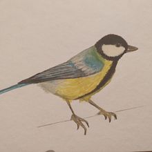 Il mio progetto del corso: Illustrazione naturalistica di uccelli con acquerello. Traditional illustration, Watercolor Painting, Realistic Drawing, and Naturalistic Illustration project by bvunild - 07.06.2021