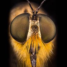 Mosca Predadora, MACRO EXTREMO.. Un proyecto de Fotografía, Fotografía de retrato, Fotografía de estudio y Fotografía documental de Sergio Gómez - 06.07.2021