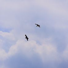 look up: the sky lies open. Photograph project by Alessandra Yumi Carvalho Ogawa - 06.24.2021