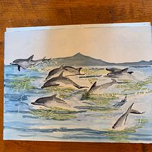 My project in Illustrating Nature: A Creative Exploration course. Traditional illustration, Drawing, Watercolor Painting, Ink Illustration, and Naturalistic Illustration project by Barb O - 07.06.2021