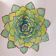 My first Succulent ❤️ . Traditional illustration, Sketching, Drawing, Watercolor Painting, Botanical Illustration, and Sketchbook project by Katja Wetzel - 07.07.2021