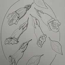 Vingerhoedskruid - not finished yet. Traditional illustration project by Sandra Gortemaker - 07.07.2021