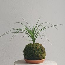 Mi Proyecto del curso: Kokedamas: crea macetas naturales de musgo. Een project van Craft, Interieurontwerp, L, scaping,  Interieurdecoratie y DIY van Iinda Irizarry - 08.07.2021