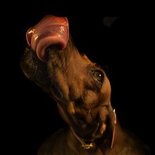Il mio progetto del corso: Fotografia lifestyle di cani. Photograph, Portrait Photograph, Instagram Photograph, Documentar, Photograph, Lifest, and le Photograph project by gianna Filetti - 07.05.2021