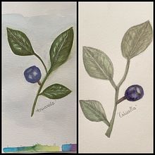 Curso de acuarela botánica. Técnica acuarela y grisalla. Un projet de Aquarelle, Illustration traditionnelle, Beaux Arts, Peinture, Dessin au cra, on, Dessin et Illustration botanique de Ana Laura Moreno Díaz - 09.07.2021
