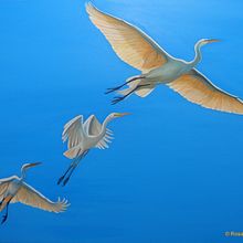 Volar en llibertat. Un progetto di Belle arti, Pittura, Illustrazione tradizionale, Bozzetti, Disegno, Pittura ad acquerello, Disegno realistico, Pittura acrilica, Illustrazione naturalistica e Pittura gouache di Ara Arts - 30.04.2021