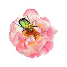 Mein Kursprojekt: Illustration natürlicher Elemente mit Aquarell. Projekt z dziedziny Trad, c, jna ilustracja, Malowanie akwarelą, Ilustracja naturalist i czna użytkownika Hanni Serway - 10.07.2021