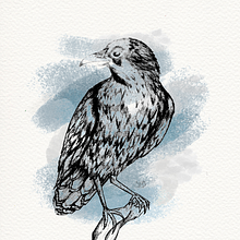 Corvo. Traditional illustration, Drawing, Creativit, and Artistic Drawing project by Maria Fernanda Fraga Palazi - 07.10.2021
