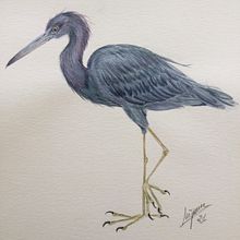 Mi Proyecto del curso: Ilustración naturalista de aves con acuarela. Traditional illustration, Watercolor Painting, Realistic Drawing, and Naturalistic Illustration project by Mercedes Franco Padilla - 07.11.2021