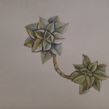 Plantas suculentas. Traditional illustration project by Paula FERREYRA - 07.12.2021
