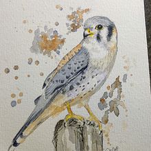 Falcão Quiri-quiri. Projekt z dziedziny  Sztuki piękne użytkownika Charles Boufleur - 11.07.2021